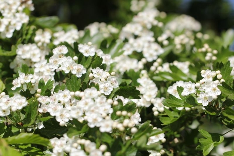 Eenstijlige Meidoorn Crataegus Monogyna Kopen